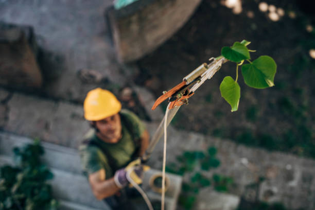 Best Emergency Tree Removal  in South Paris, ME